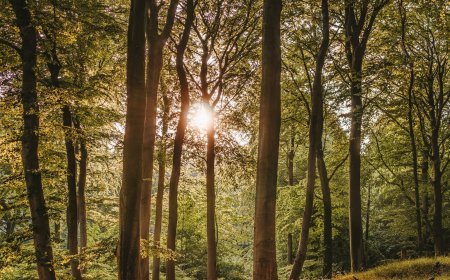 भारत में प्राकृतिक वनस्पति और वन