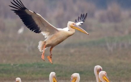 भारत में रामसर स्थल