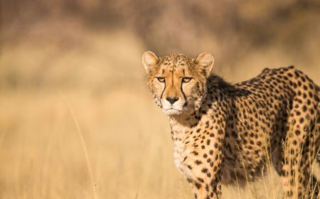 Kuno National Park: India’s Historic Cheetah Revival Project