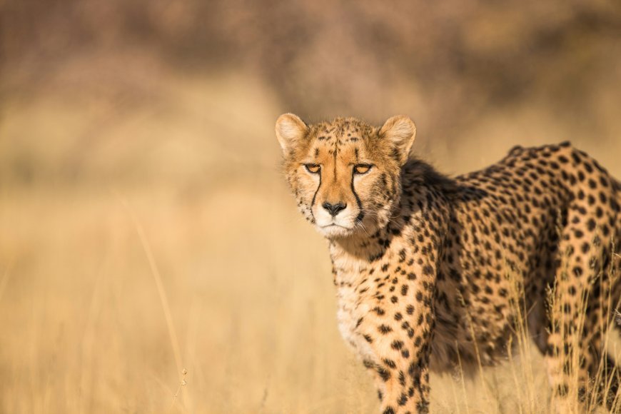 Kuno National Park: India’s Historic Cheetah Revival Project